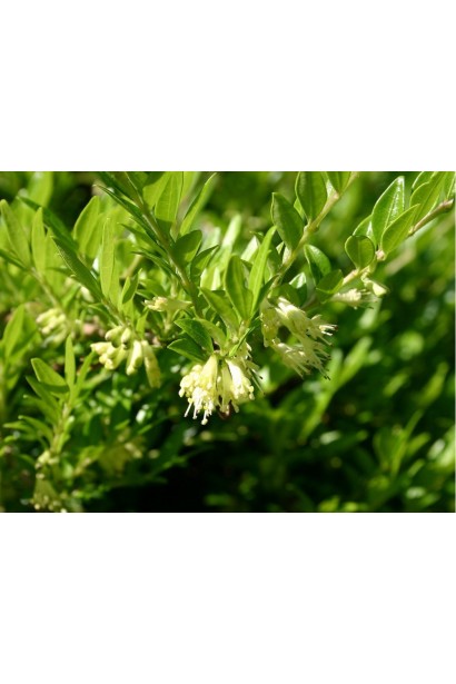 Lonicera pileata квіти